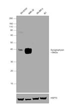 Synaptophysin Antibody in Western Blot (WB)