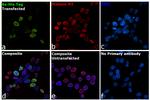 6x-His Tag Antibody in Immunocytochemistry (ICC/IF)