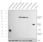 6x-His Tag Antibody