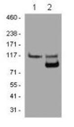 PARP1 Antibody in Western Blot (WB)