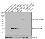 DYKDDDDK Tag Antibody