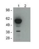 DYKDDDDK Tag Antibody in Western Blot (WB)