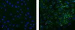 STRO-1 Antibody in Immunocytochemistry (ICC/IF)