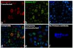 HA Tag Antibody in Immunocytochemistry (ICC/IF)