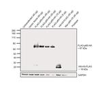 HA Tag Antibody