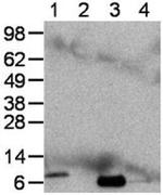 IL-8 (1-77) (CXCL8) Antibody in Western Blot (WB)