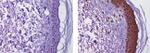 IL-38 Antibody in Immunohistochemistry (Paraffin) (IHC (P))