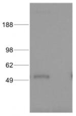 IRF8 Antibody in Western Blot (WB)