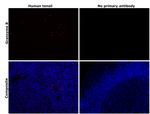 Granzyme B Antibody in Immunohistochemistry (Paraffin) (IHC (P))