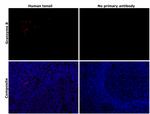 Granzyme B Antibody in Immunohistochemistry (Paraffin) (IHC (P))