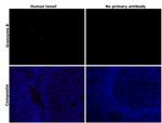 Granzyme B Antibody in Immunohistochemistry (Paraffin) (IHC (P))