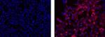 SSEA5 Antibody in Immunocytochemistry (ICC/IF)