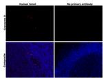 Granzyme B Antibody in Immunohistochemistry (Paraffin) (IHC (P))