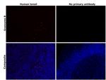 Granzyme B Antibody in Immunohistochemistry (Paraffin) (IHC (P))