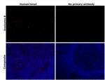 Granzyme B Antibody in Immunohistochemistry (Paraffin) (IHC (P))