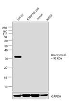 Granzyme B Antibody in Western Blot (WB)