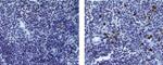 Granzyme B Antibody in Immunohistochemistry (Paraffin) (IHC (P))