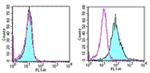 CD266 (TWEAK Receptor) Antibody in Flow Cytometry (Flow)