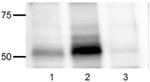 Phospho-SRC (Tyr418) Antibody in Western Blot (WB)