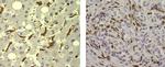 CD204 Antibody in Immunohistochemistry (Paraffin) (IHC (P))