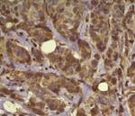 Osteopontin Antibody in Immunohistochemistry (Paraffin) (IHC (P))