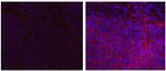 PCDH1 (Protocadherin 1) Antibody in Immunocytochemistry (ICC/IF)