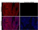 Podoplanin Antibody in Immunohistochemistry (Paraffin) (IHC (P))