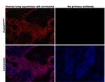 Podoplanin Antibody in Immunohistochemistry (Paraffin) (IHC (P))