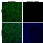 CD45 Antibody in Immunohistochemistry (Paraffin) (IHC (P))