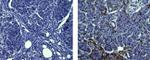 CD45 Antibody in Immunohistochemistry (Paraffin) (IHC (P))