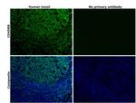 CD45RB Antibody in Immunohistochemistry (Paraffin) (IHC (P))