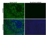 CD45RB Antibody in Immunohistochemistry (Paraffin) (IHC (P))