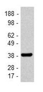 GAPDH Antibody in Western Blot (WB)