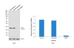 RAB5A Antibody