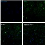 Sall1 Antibody in Immunohistochemistry (Frozen) (IHC (F))