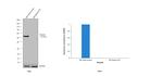 Desmin Antibody