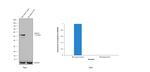 Desmin Antibody