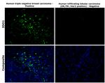 IDO Antibody in Immunohistochemistry (Paraffin) (IHC (P))