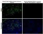 IDO Antibody in Immunohistochemistry (Paraffin) (IHC (P))