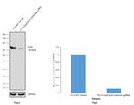 SOX9 Antibody in Western Blot (WB)