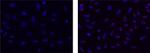 Golgin-97 Antibody in Immunocytochemistry (ICC/IF)