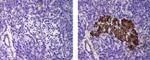 Insulin Antibody in Immunohistochemistry (Paraffin) (IHC (P))