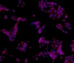 SOX11 Antibody in Immunocytochemistry (ICC/IF)