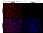 Arginase 1 Antibody in Immunohistochemistry (Paraffin) (IHC (P))