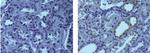 HES1 Antibody in Immunohistochemistry (Paraffin) (IHC (P))