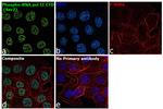 Phospho-RNA pol II CTD (Ser2) Antibody in Immunocytochemistry (ICC/IF)