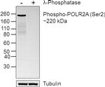 Phospho-RNA pol II CTD (Ser2) Antibody