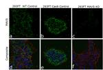 MAVS Antibody