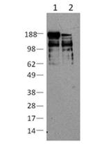 Nestin Antibody in Western Blot (WB)