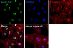 Lamin A/C Antibody in Immunocytochemistry (ICC/IF)